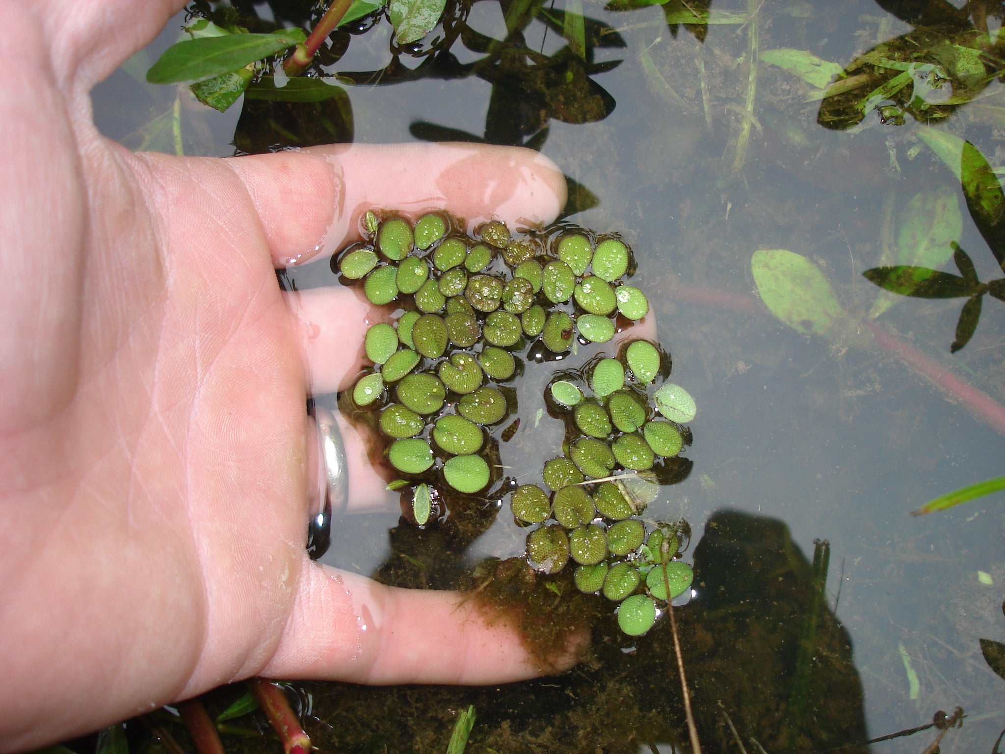 Floating Aquatic Plants Outdoor Alabama